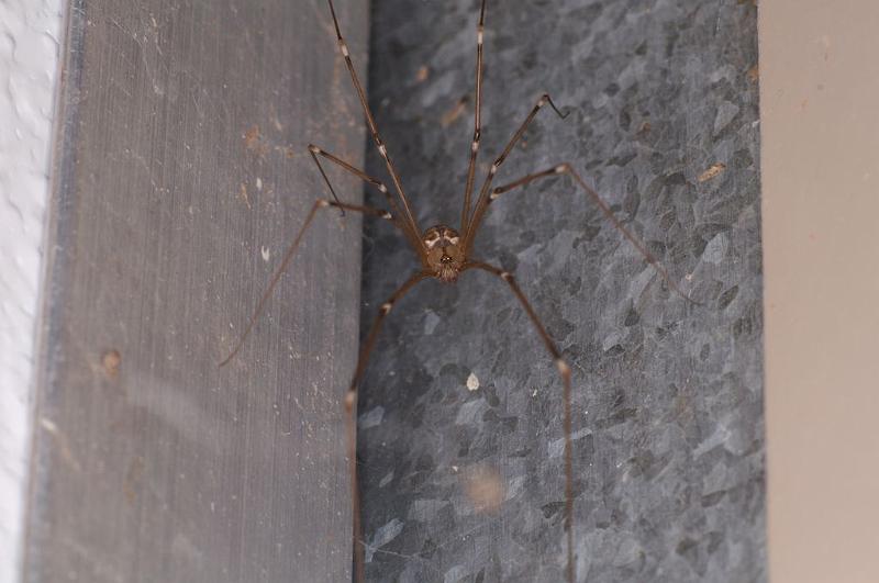 Smeringopus_pallidus_D7060_Z_88_Camping at Hopi hollow_Australie.jpg